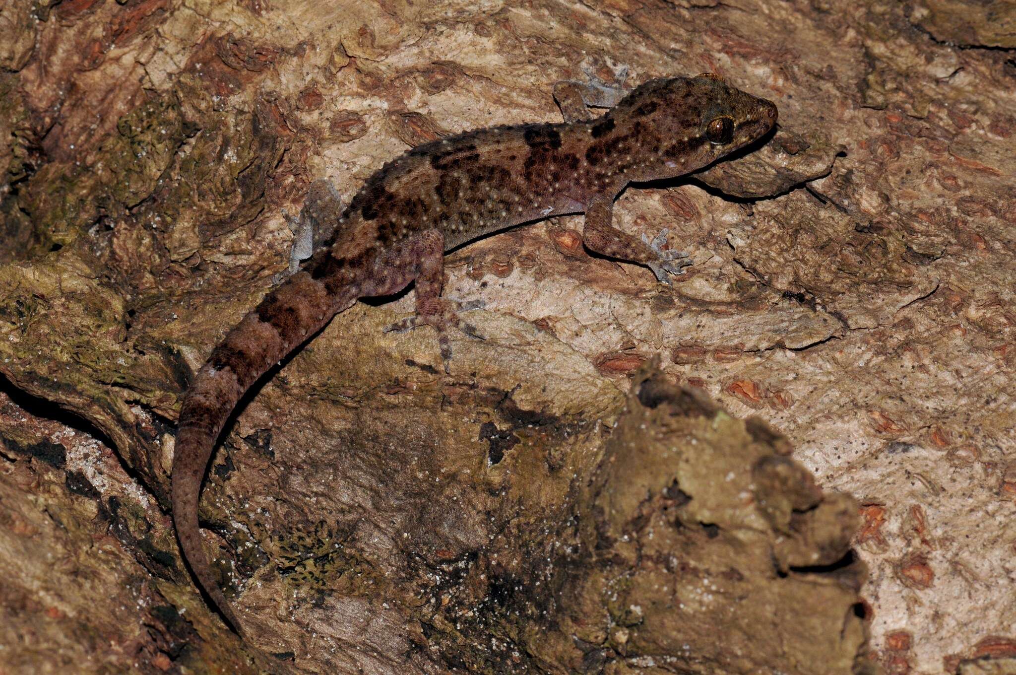 Hemidactylus angulatus Hallowell 1854 resmi