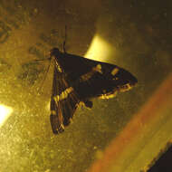 Image of Beet webworm moth