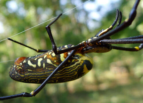 Image of Nephila pilipes (Fabricius 1793)