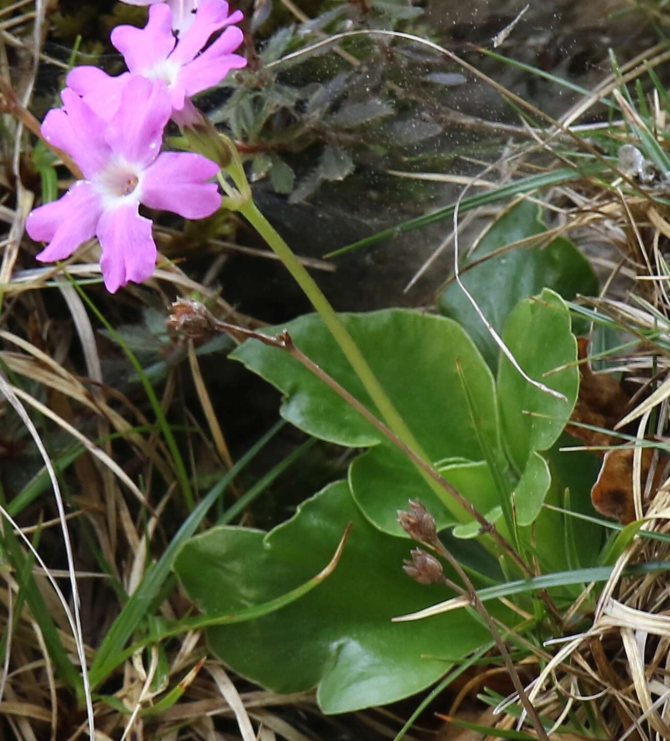 Sivun Primula spectabilis Tratt. kuva