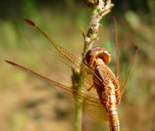 Image of Neurothemis intermedia (Rambur 1842)