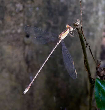 Image of Lestes viridulus Rambur 1842