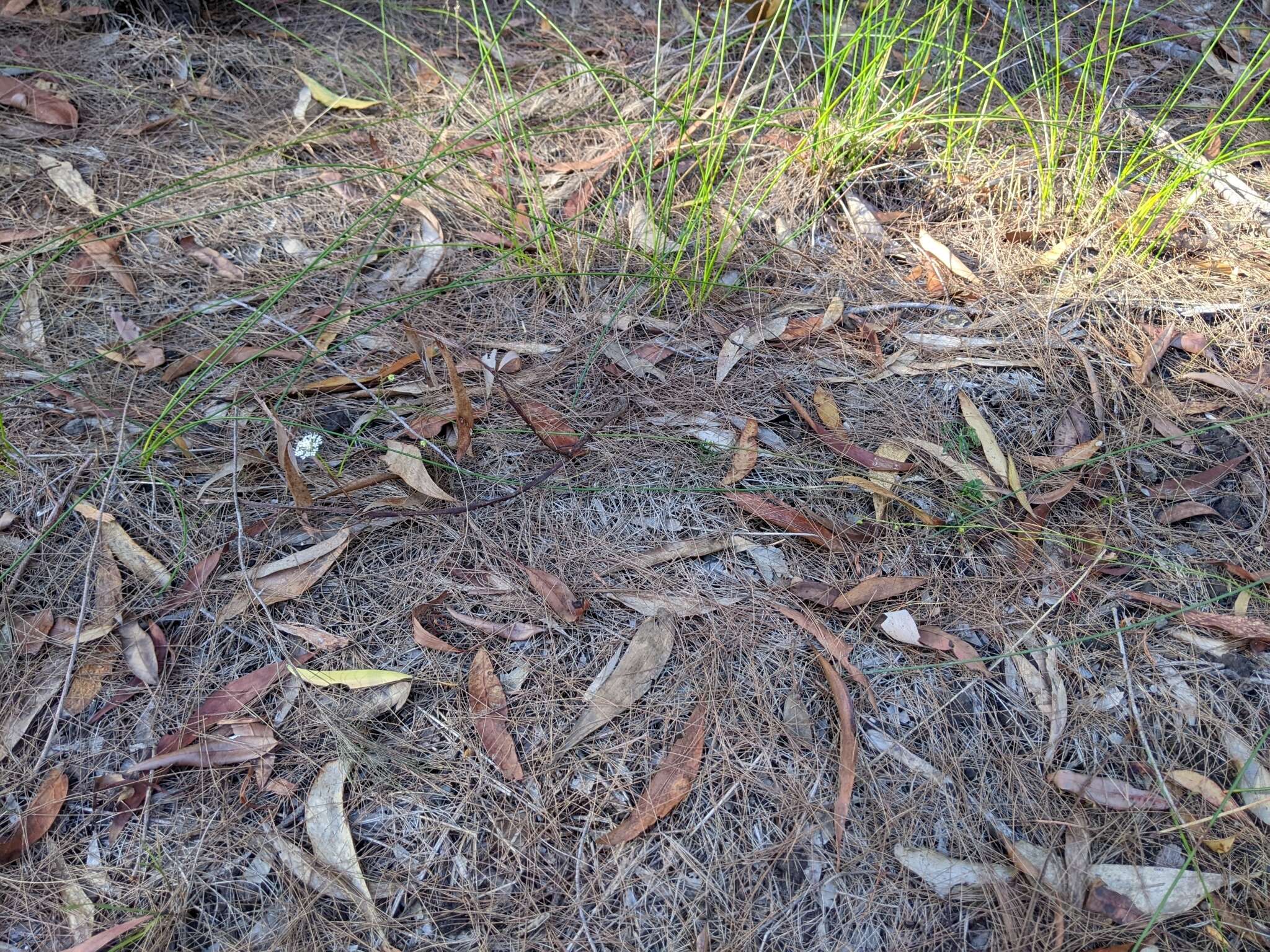 Image of Trachymene incisa subsp. incisa