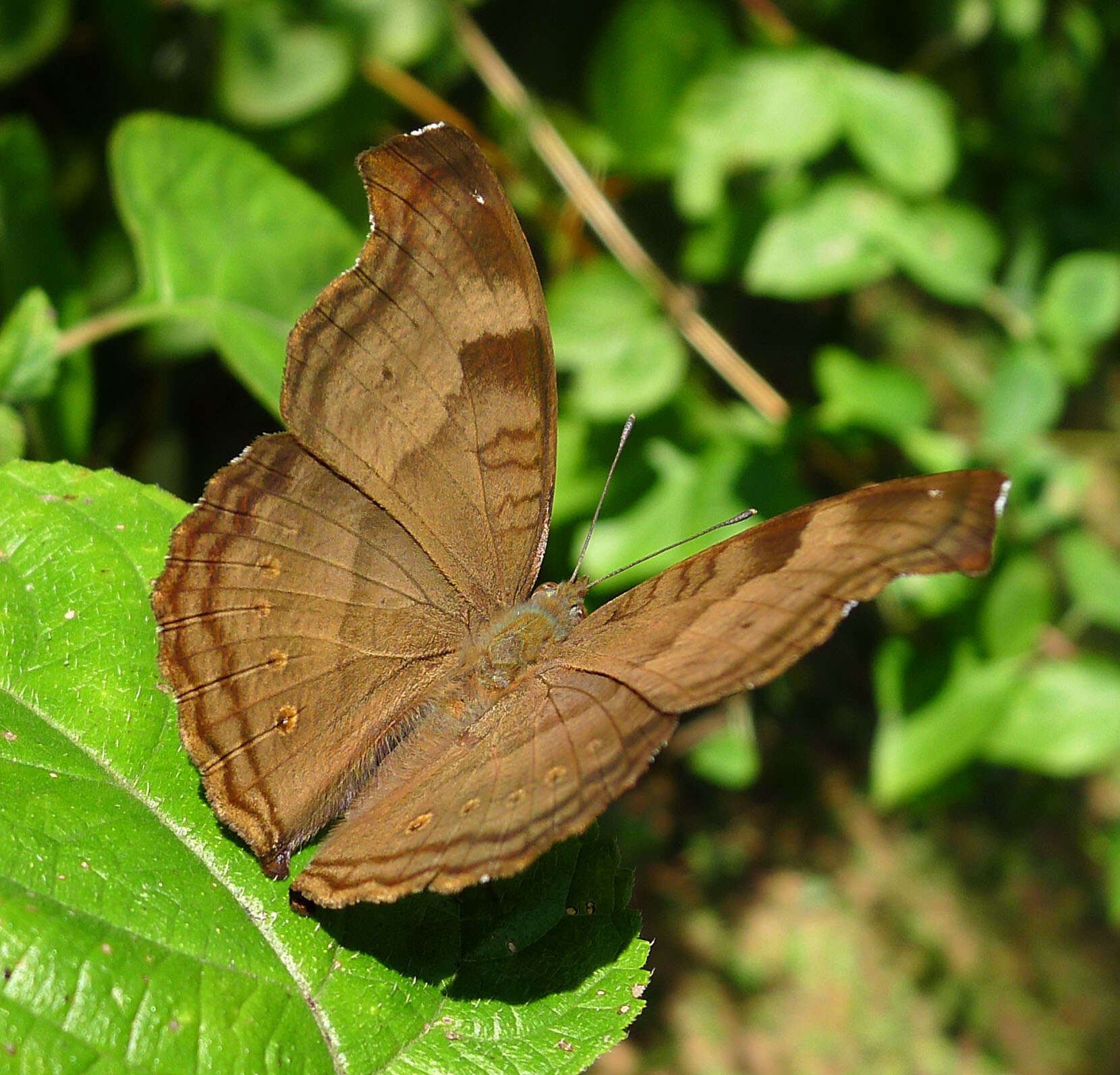 Image of chocolate pansy