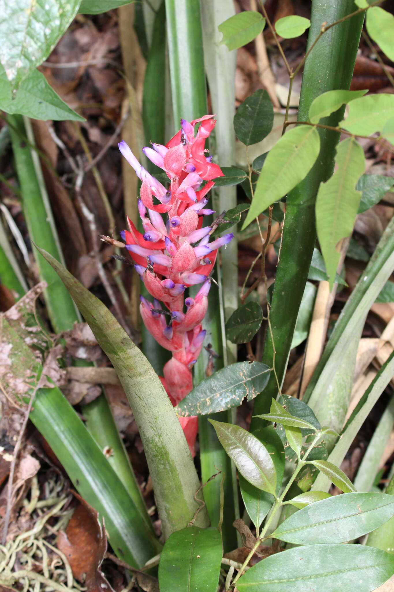 Aechmea vallerandii (Carrière) Erhardt, Götz & Seybold的圖片