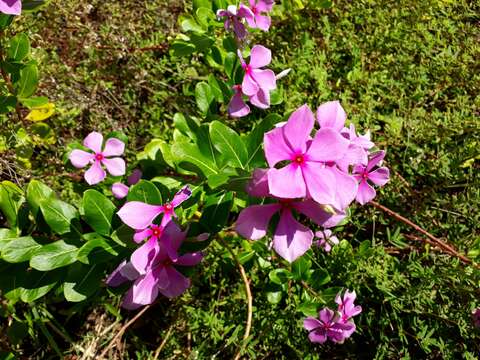 Image of Madagascar periwinkle