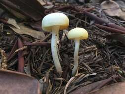 Слика од Hygrocybe russocoriacea (Berk. & T. K. Mill.) P. D. Orton & Watling 1969