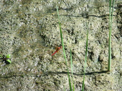 Image of Neon Skimmer