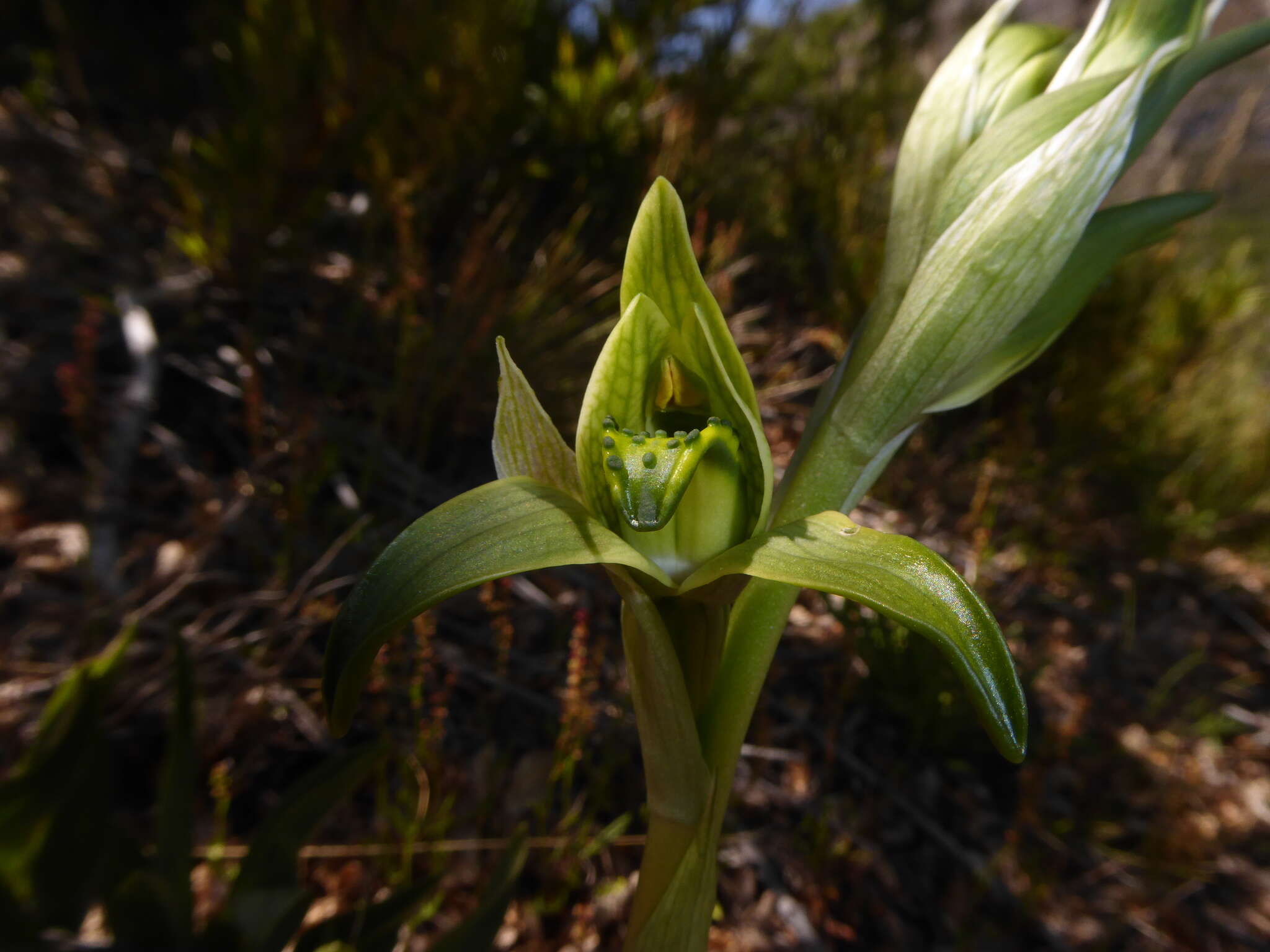 Image de Chloraea viridiflora Poepp.