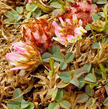 Image of Trifolium physodes M. Bieb.