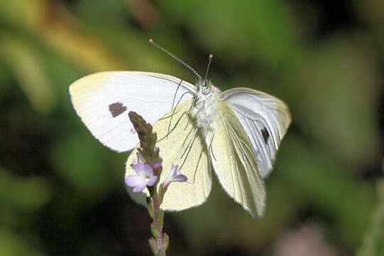 Image of Pieris mannii alpigena