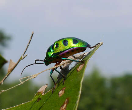 Image of <i>Chrysocoris stollii</i>