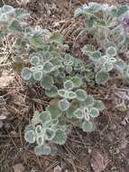 Image of horehound