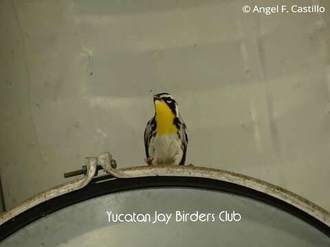 Image of Yellow-throated Warbler