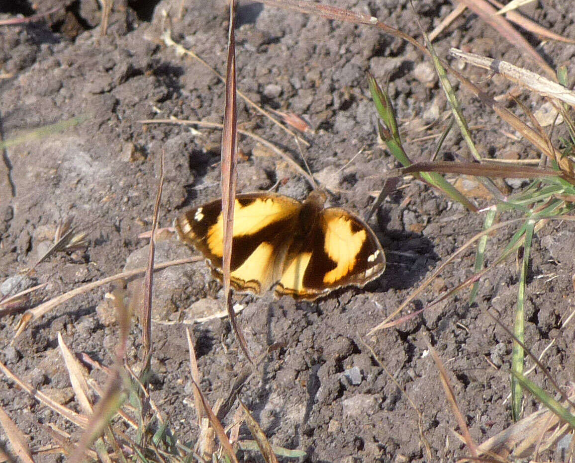 Viola pedunculata Torr. & Gray resmi