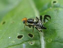 Image of Rhagoletis striatella Wulp 1899