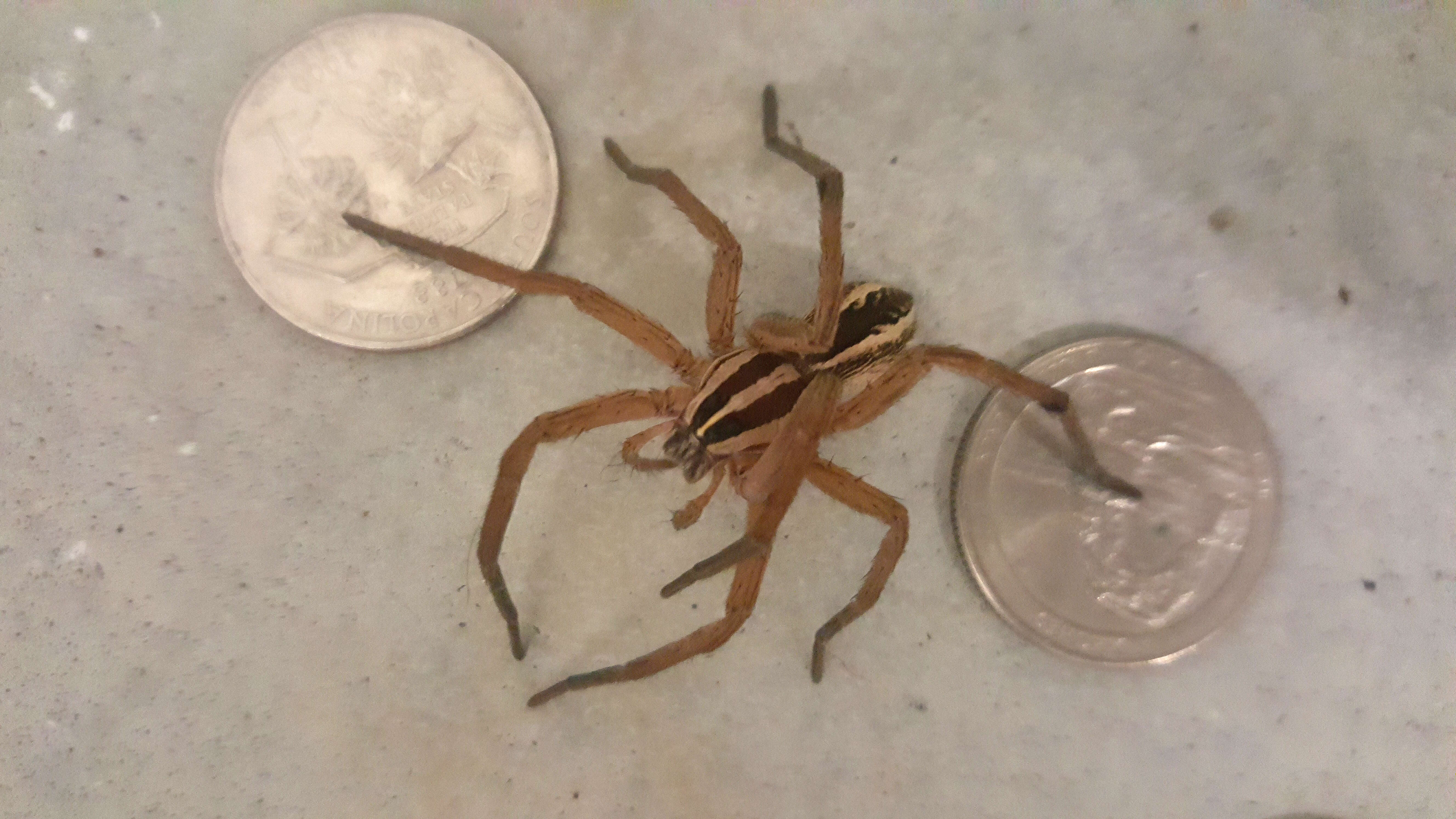 Image of Rabid Wolf Spider