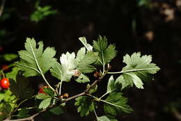 Image of Crataegus microphylla C. Koch