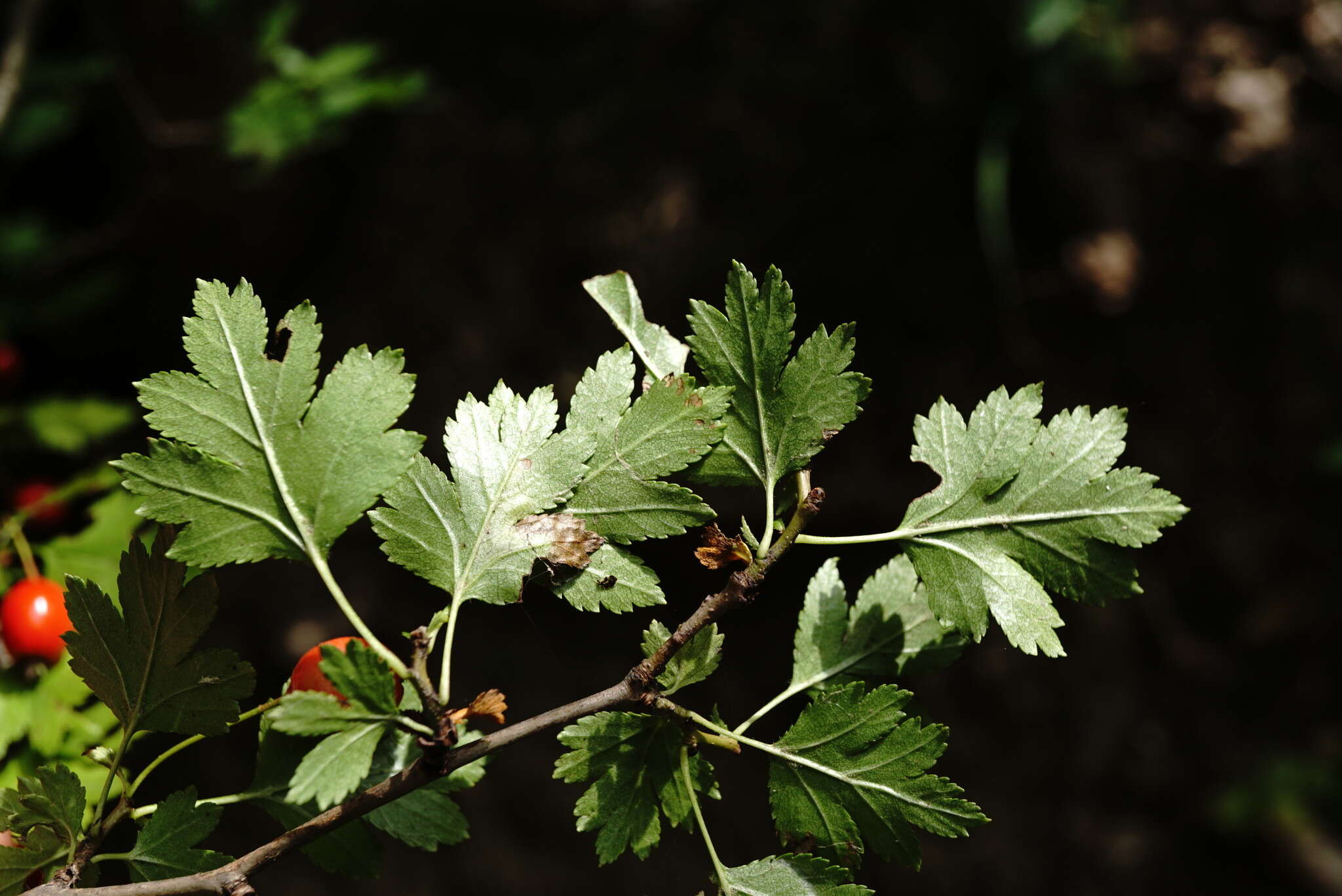 Image of Crataegus microphylla C. Koch