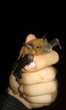 Image of Lesser Spear-nosed Bat