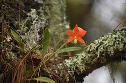 Image of Prosthechea vitellina (Lindl.) W. E. Higgins