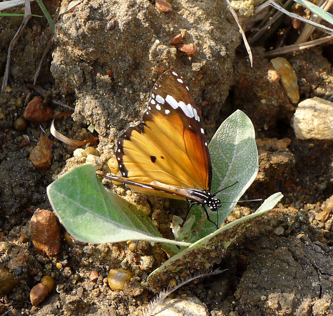 Image of Plain tiger