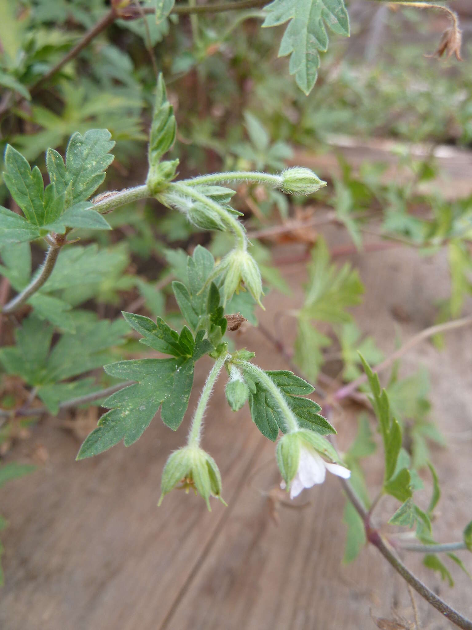 Image of Siberian geranium