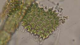 صورة Pseudopediastrum