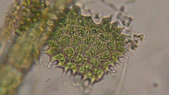 Image of Pseudopediastrum