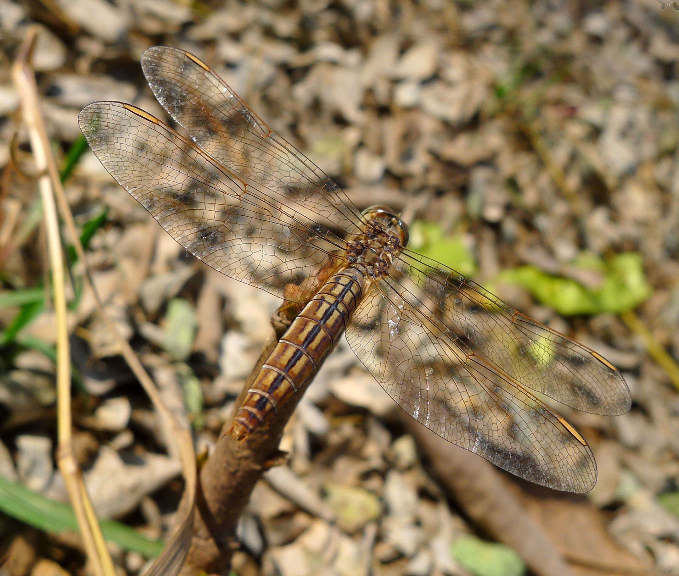 Image of Ditch Jewel