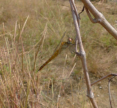 Image of Rainpool Gliders