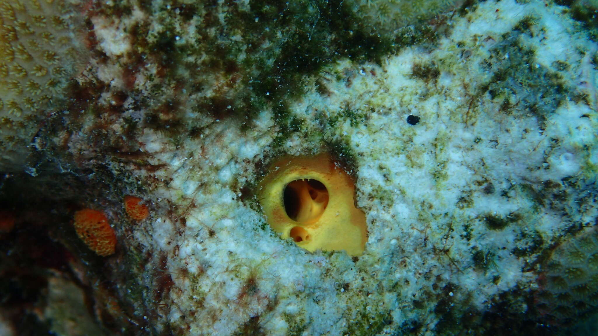 Image of Spheciospongia peleia (de Laubenfels 1954)