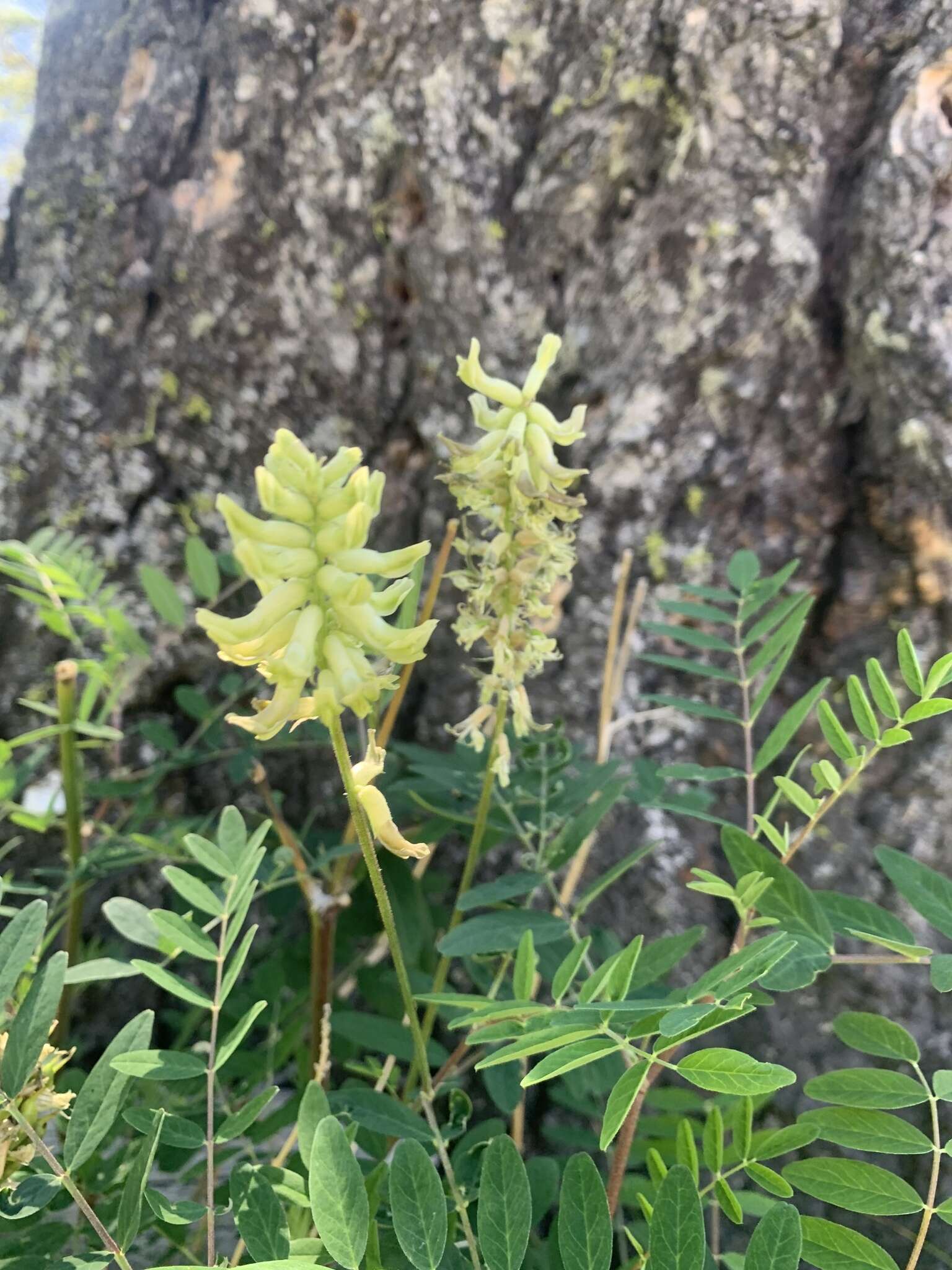 Astragalus canadensis var. mortonii (Nutt.) S. Wats.的圖片