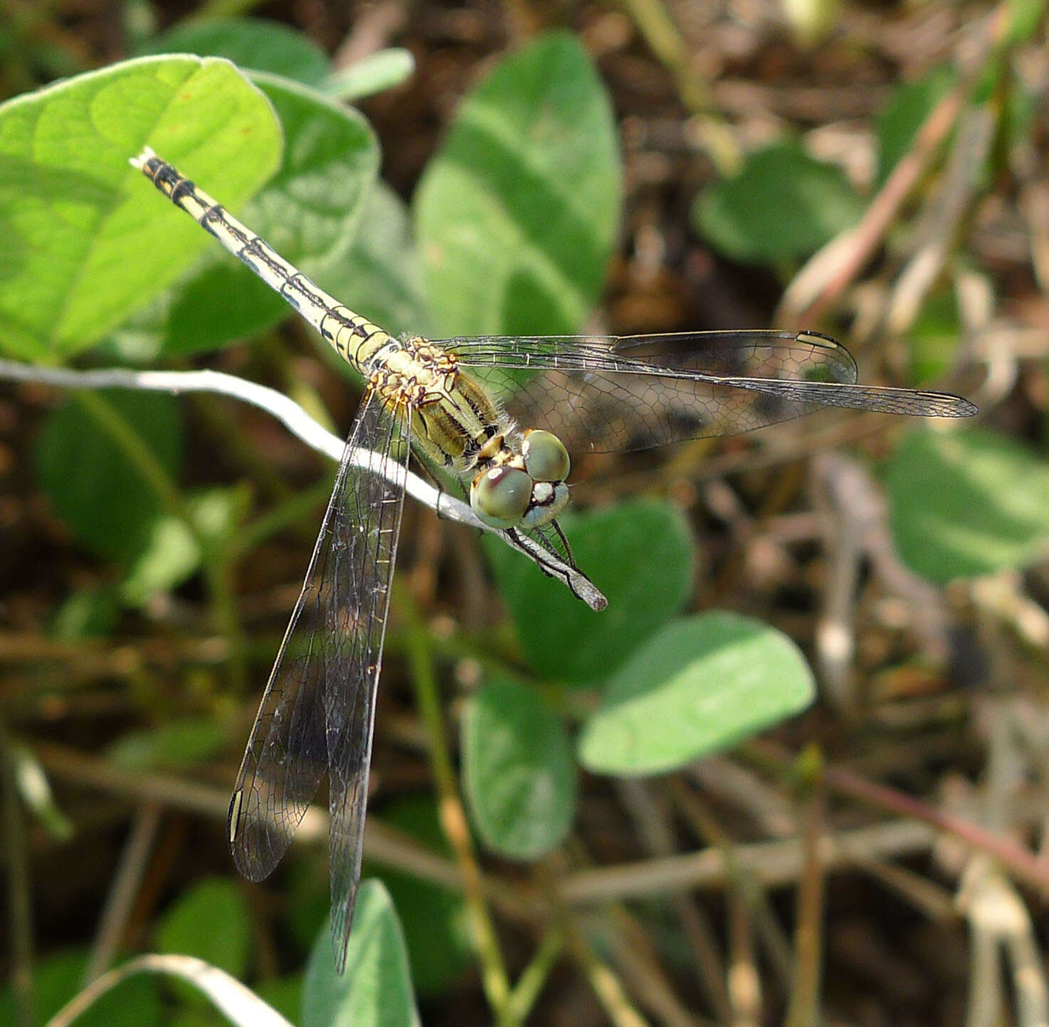 Image of Diplacodes trivialis (Rambur 1842)