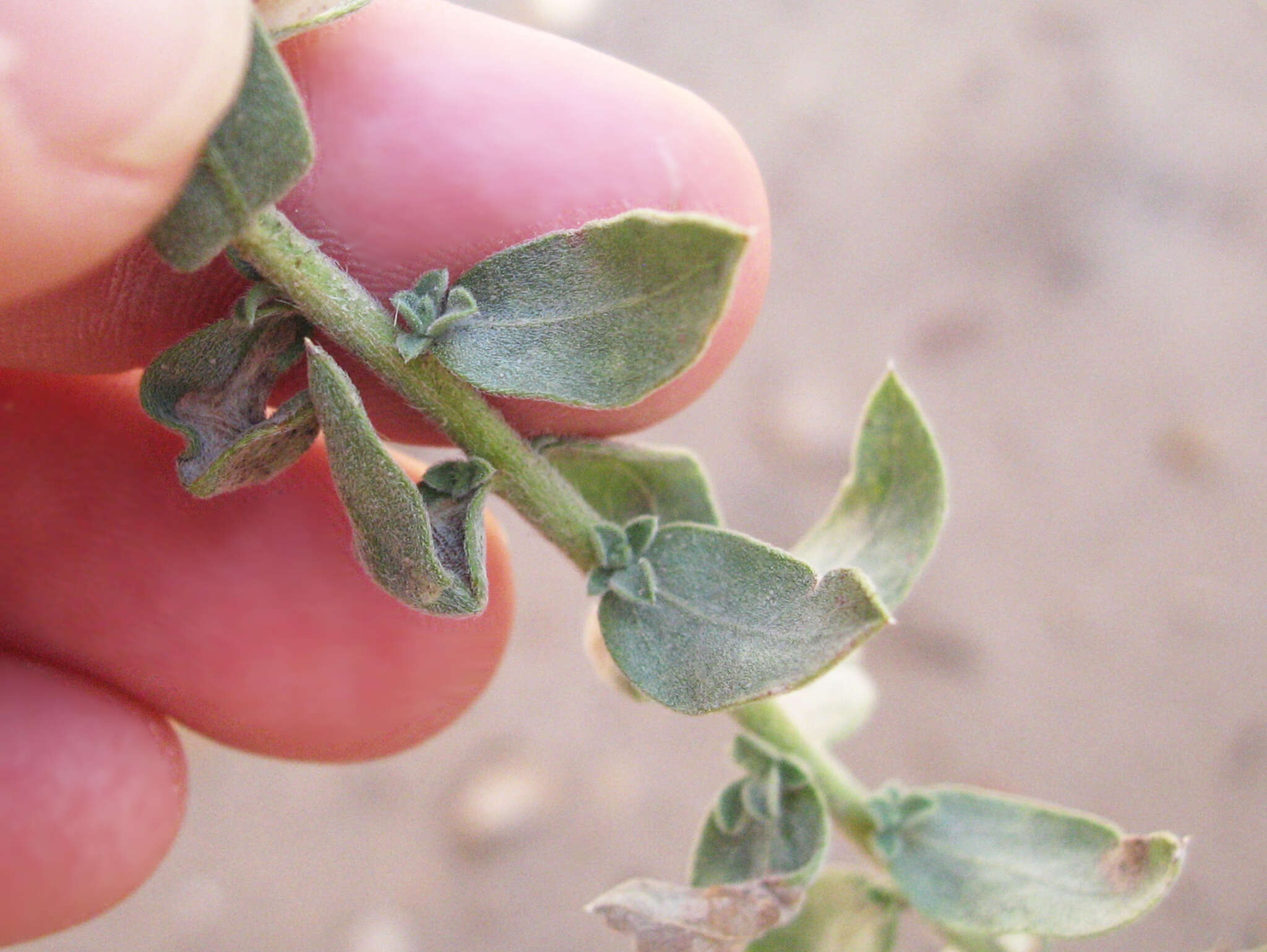 Image of Heterotheca excelsior G. L. Nesom