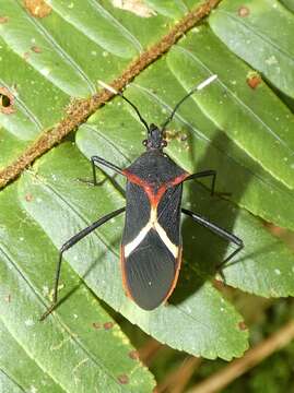 صورة Leptoscelis conspicuus Brailovsky & Barrera 2012