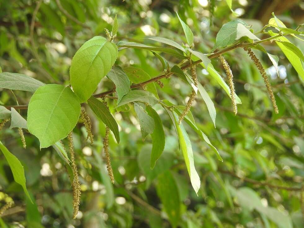 Слика од Acalypha diversifolia Jacq.