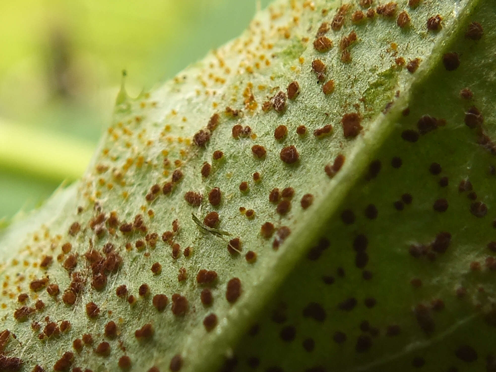 Imagem de Puccinia punctiformis (F. Strauss) Röhl. 1813