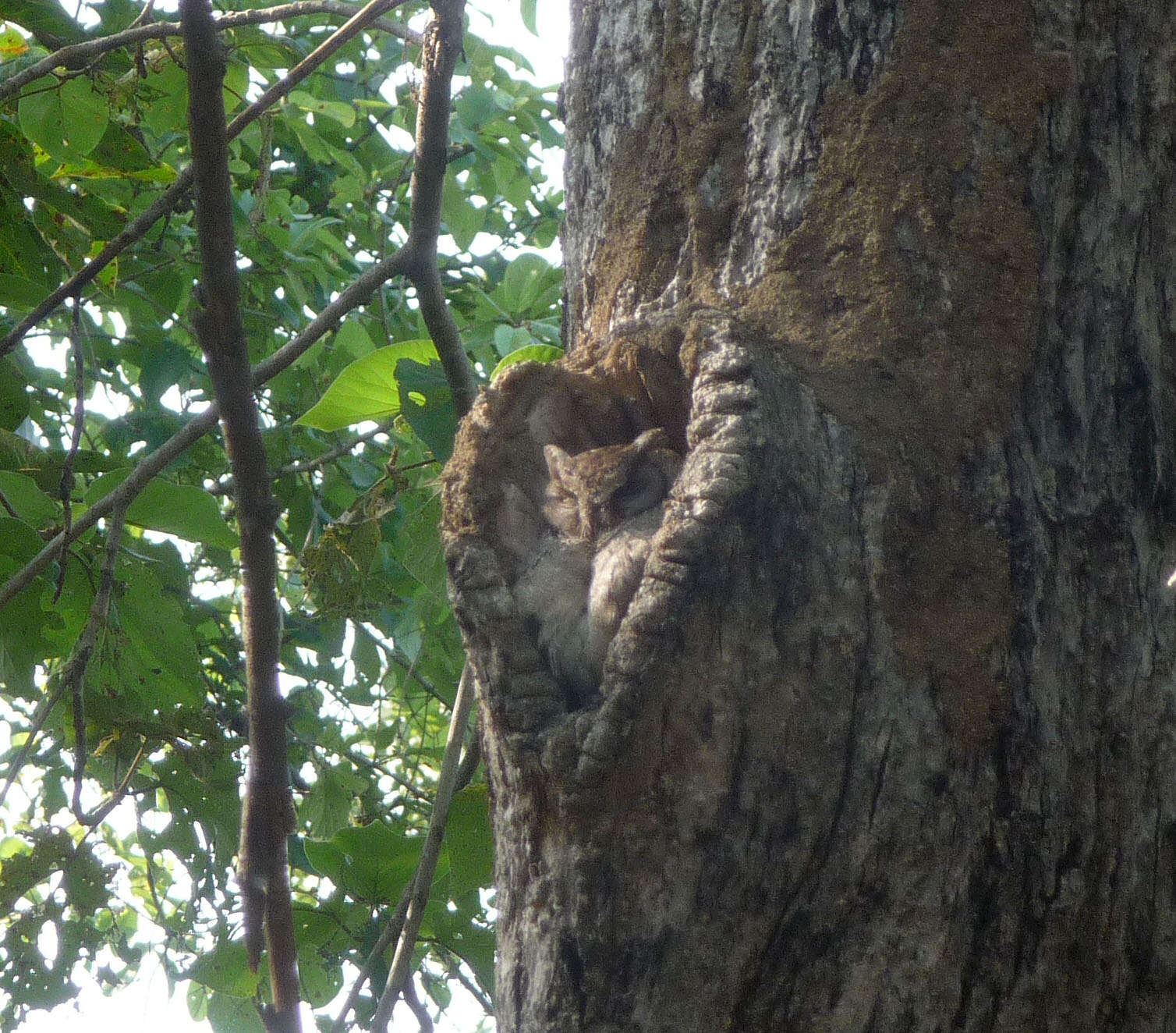 Image of Indian Scops Owl