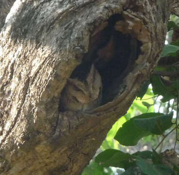 Image of Indian Scops Owl