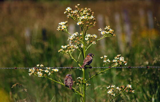 Image of Senecio bonariensis Hook. & Arn.