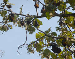 Image of Indian Flying Fox