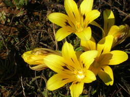 Image of Romulea tortuosa subsp. tortuosa