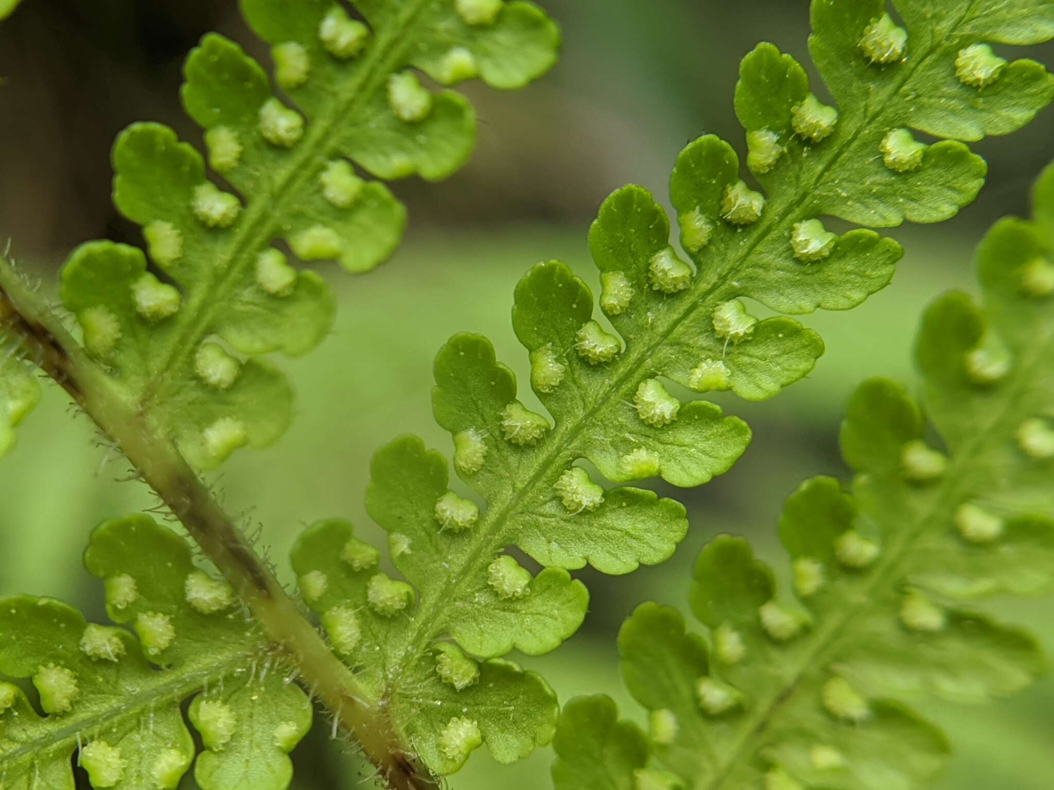 Image of Hypolepis tenuifolia (Forst.) Bernh.