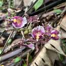 Plancia ëd Oncidium fuscatum Rchb. fil.