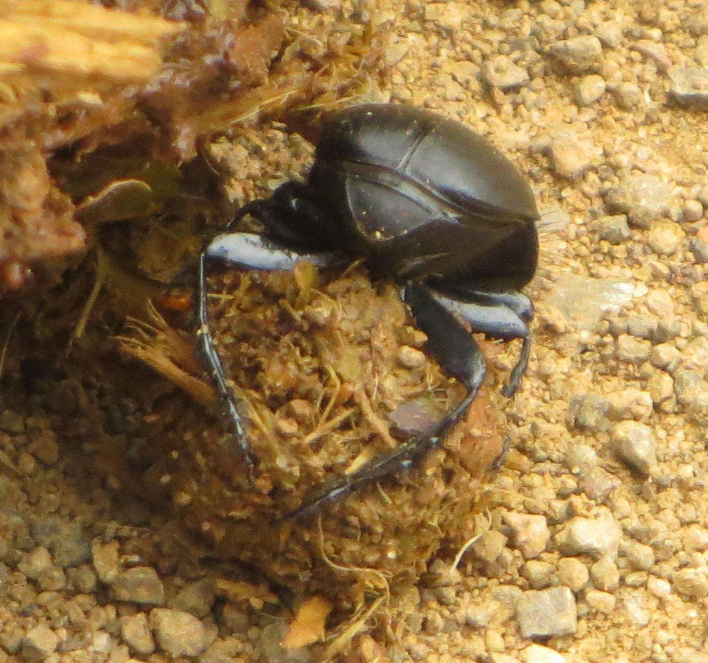 Image of Scarabaeus bornemisszai Zur Strassen 1980