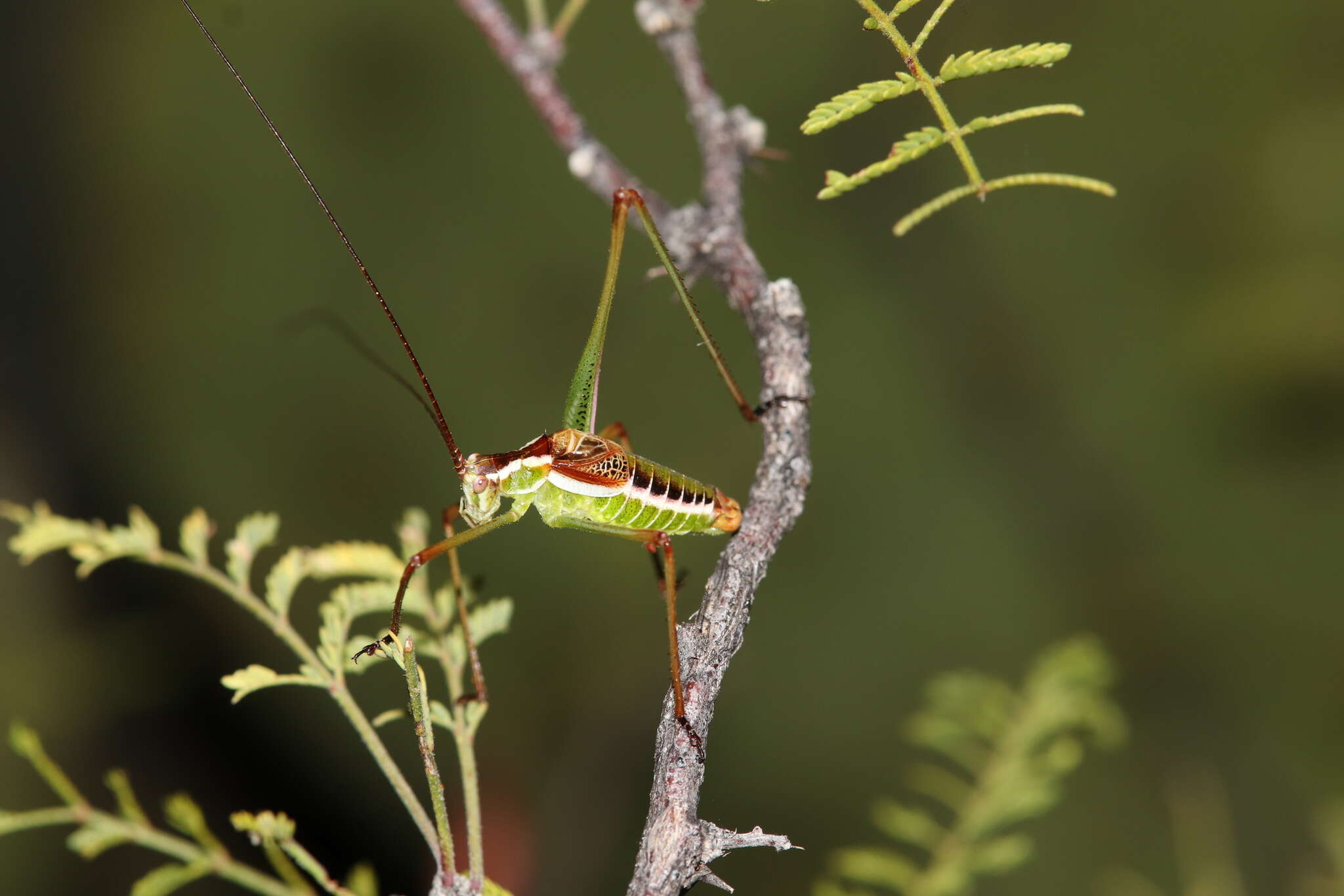 Image of Mountain-dwelling Short-winged Katydid