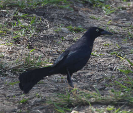 Image of Greater Antillean Grackle