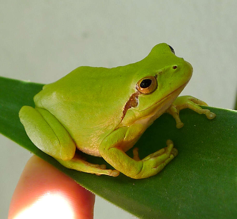 Image of Mediterranean Tree Frog