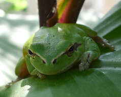 Image of Mediterranean Tree Frog